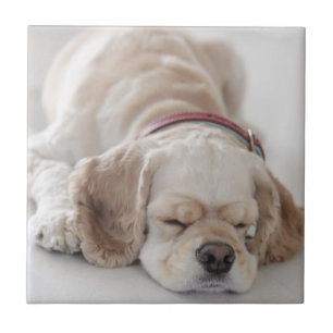 Azulejo De Cerâmica Sono do cão de cocker spaniel