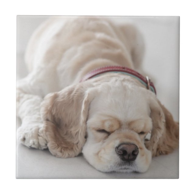 Azulejo De Cerâmica Sono do cão de cocker spaniel (Frente)