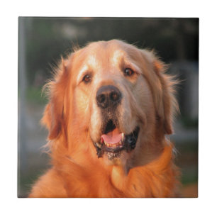 Azulejo De Cerâmica sorriso ao caro golden retriever do amor