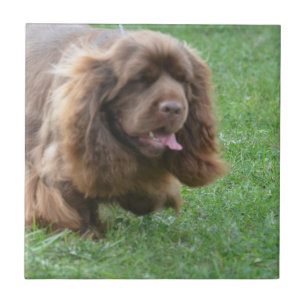 Azulejo De Cerâmica Spaniel de Sussex adorável