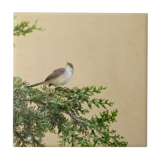 Azulejo De Cerâmica Sparrow (Frente)