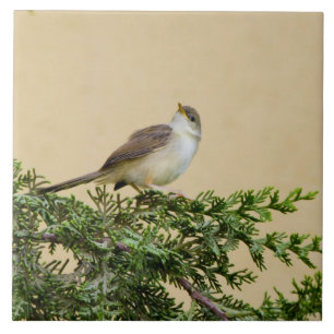 Azulejo De Cerâmica Sparrow
