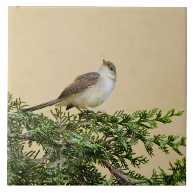 Azulejo De Cerâmica Sparrow (Frente)