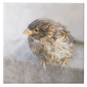 Azulejo De Cerâmica Sparrow - Falha Epic Previsão do Tempo