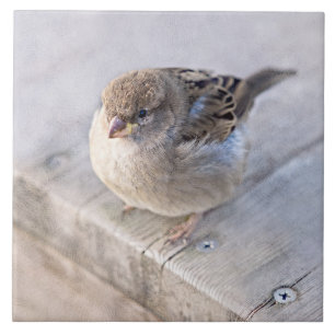 Azulejo De Cerâmica Sparrow - Sobrepeso