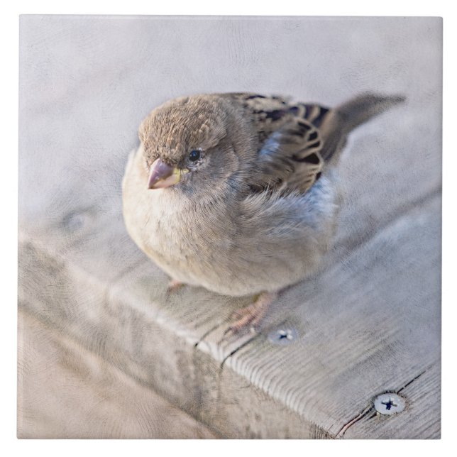 Azulejo De Cerâmica Sparrow - Sobrepeso (Frente)
