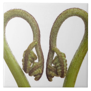 Azulejo De Cerâmica Sprouts 2 da samambaia