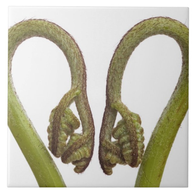 Azulejo De Cerâmica Sprouts 2 da samambaia (Frente)