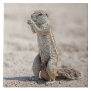Azulejo De Cerâmica Sqirrel em terra