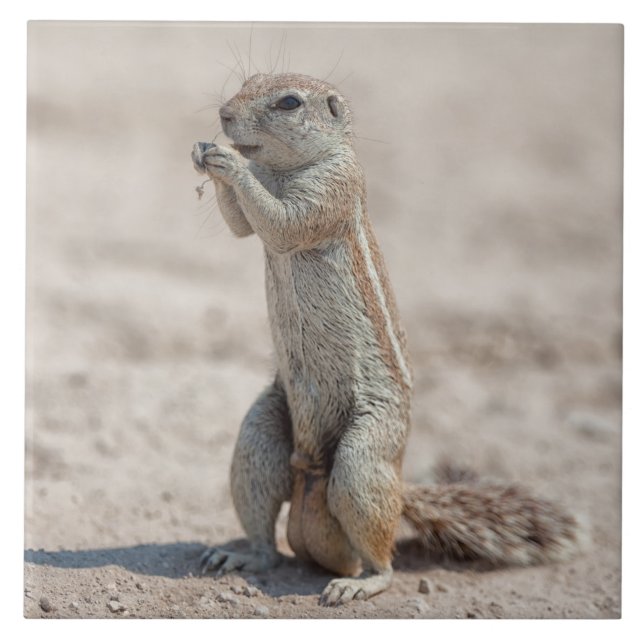 Azulejo De Cerâmica Sqirrel em terra (Frente)