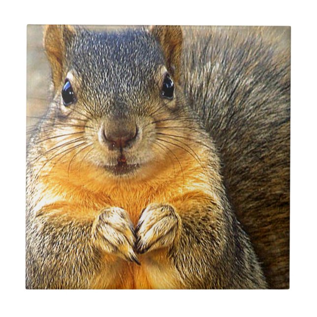 Azulejo De Cerâmica Squirrel Love (Frente)