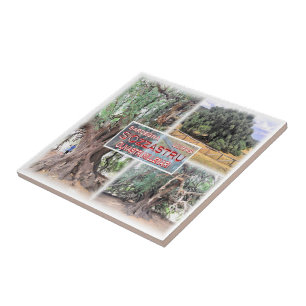 Azulejo De Cerâmica SRD006 LURAS, Árvore oleícola do Milênio,