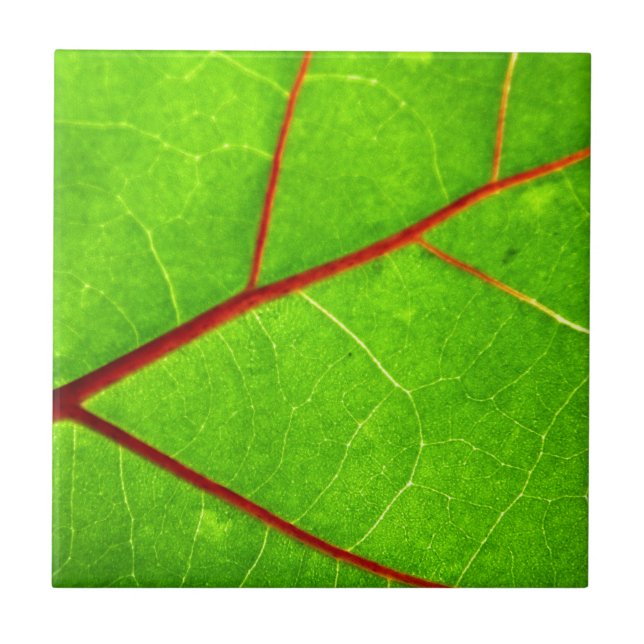 Azulejo De Cerâmica St Thomas 1 (Frente)