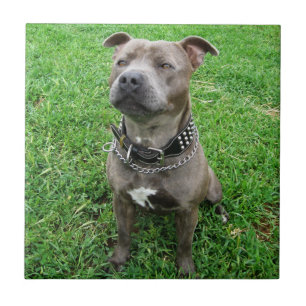 Azulejo De Cerâmica Staffordshire Bull Terrier Sentado À Atenção,