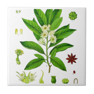 Azulejo De Cerâmica Star Anise