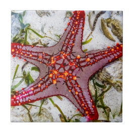 Azulejo De Cerâmica Starfish, Zanzibar, Tanzânia