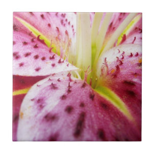 Azulejo De Cerâmica Stargazer Lily Bright Magenta Floral