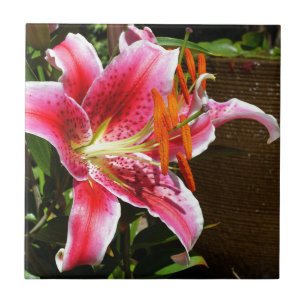 Azulejo De Cerâmica Stargazer Lily Fotografia