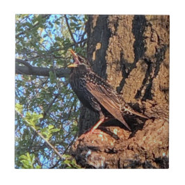 Azulejo De Cerâmica Starling Bird Cerâmica Azulejo