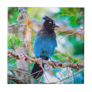 Azulejo De Cerâmica Steller's Jay - Fotografia original