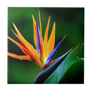 Azulejo De Cerâmica Strelitzia. Pássaro da flor de paraíso