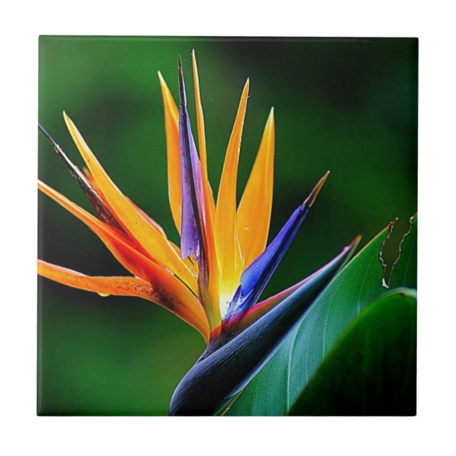 Azulejo De Cerâmica Strelitzia. Pássaro da flor de paraíso (Frente)