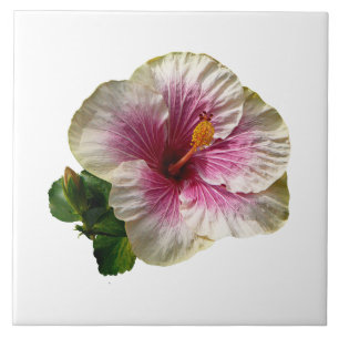 Azulejo De Cerâmica Striper de Kandy Hibiscus