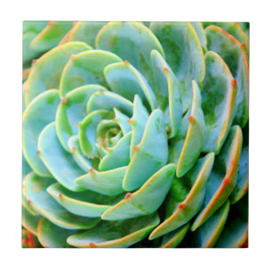 Azulejo De Cerâmica Succulent