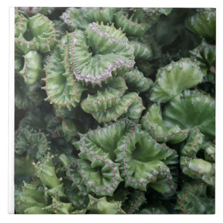 Azulejo De Cerâmica Succulent