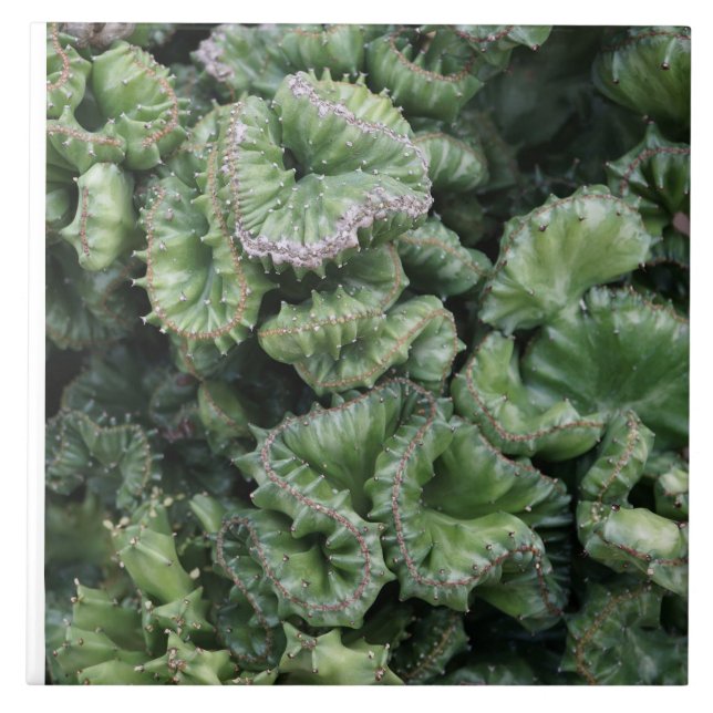 Azulejo De Cerâmica Succulent (Frente)