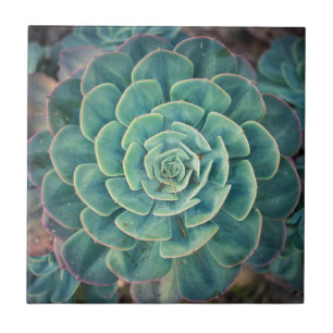 Azulejo De Cerâmica Succulent do Fim-acima