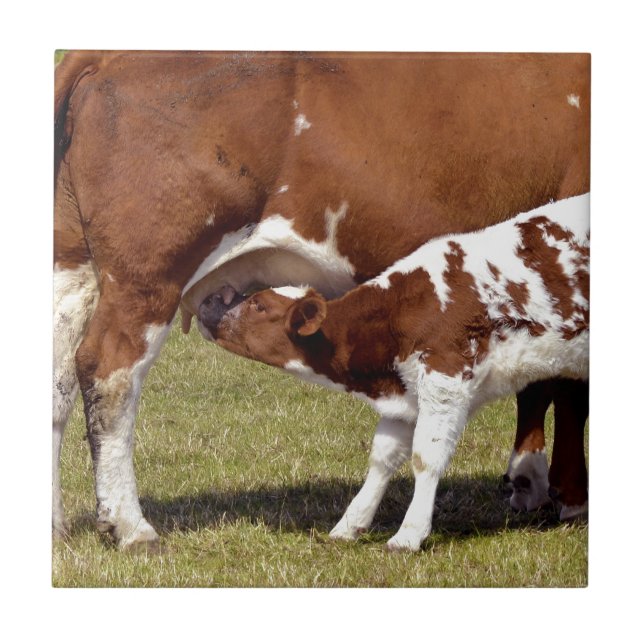 Azulejo De Cerâmica Suckling da vitela (Frente)