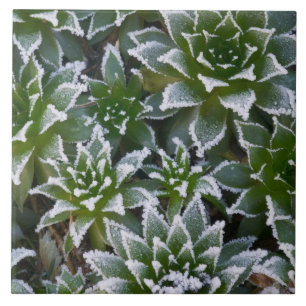 Azulejo De Cerâmica Suculenta Hen & Chicks com geada no início