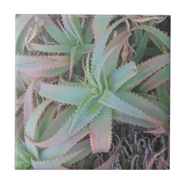 Azulejo De Cerâmica suculentas de Nevada