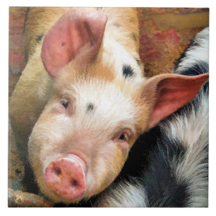 AZULEJO DE CERÂMICA  SUÍNOS