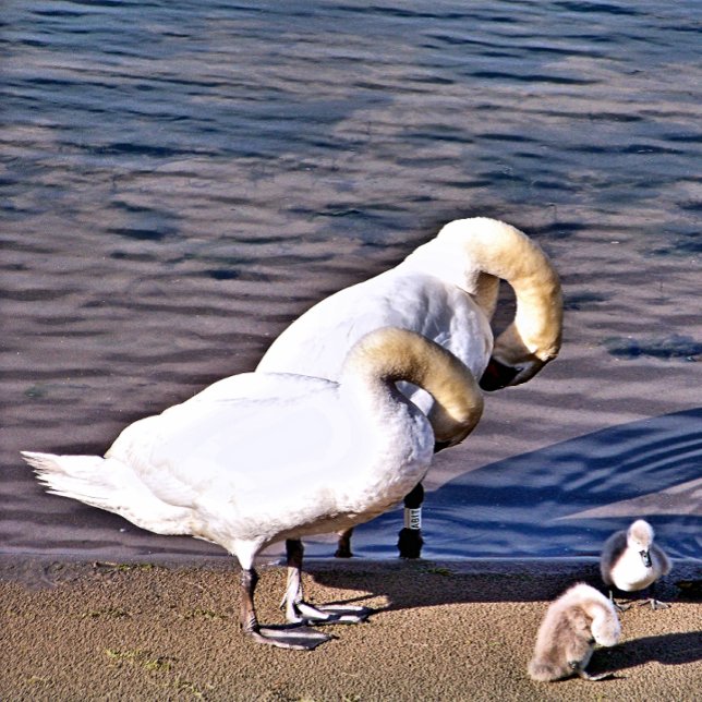 AZULEJO DE CERÂMICA  SUL (Criador carregado)