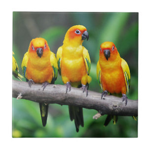 Azulejo De Cerâmica Sun Conures