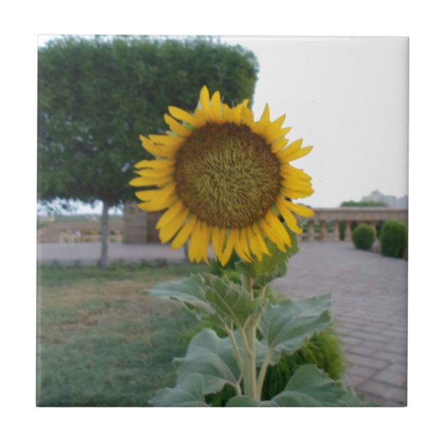 Azulejo De Cerâmica Sunflower Art Impressão (Frente)