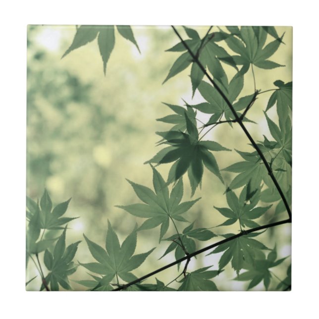 Azulejo De Cerâmica Sunlight Through Maple Leaves (Frente)