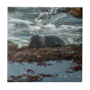 Azulejo De Cerâmica Sunset Lit Harbor Seal I em San Diego