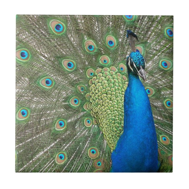 Azulejo De Cerâmica Suporte do pavão (Frente)