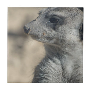 Azulejo De Cerâmica Suricata engraçada