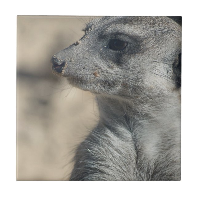 Azulejo De Cerâmica Suricata engraçada (Frente)