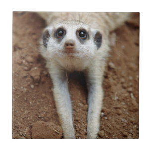 Azulejo De Cerâmica Suricata Suricatta Esfriando
