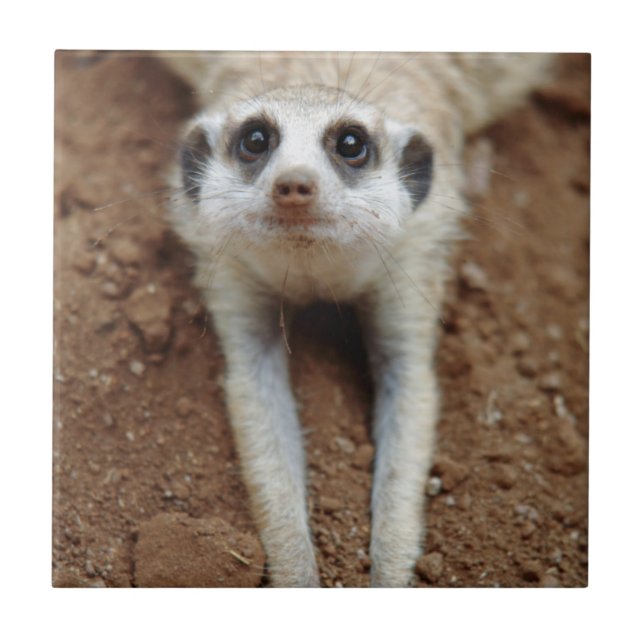 Azulejo De Cerâmica Suricata Suricatta Esfriando (Frente)