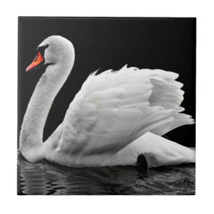 Azulejo De Cerâmica Swan