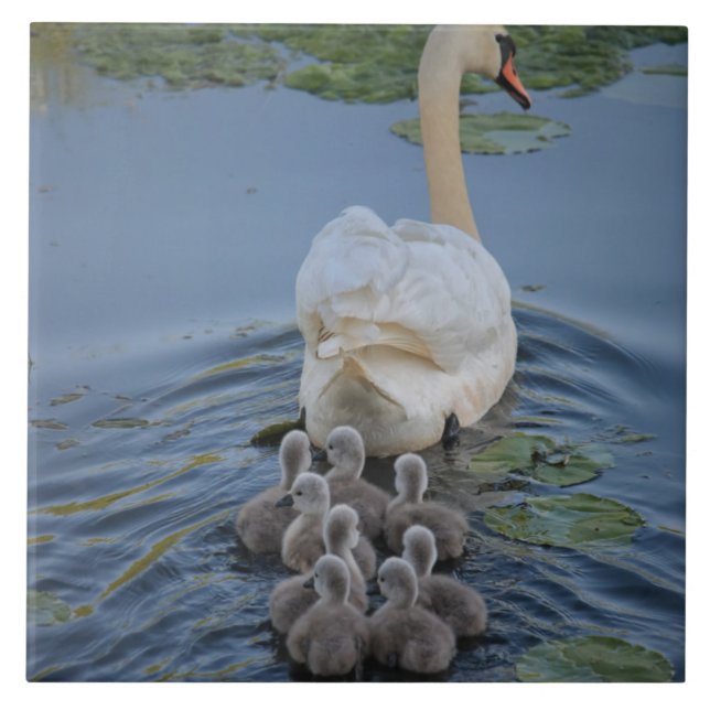 Azulejo De Cerâmica Swan (Frente)