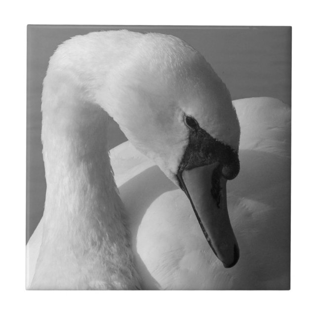 Azulejo De Cerâmica Swan (B&W) (Frente)