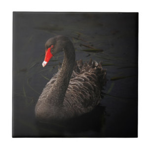 Azulejo De Cerâmica Swan Negro