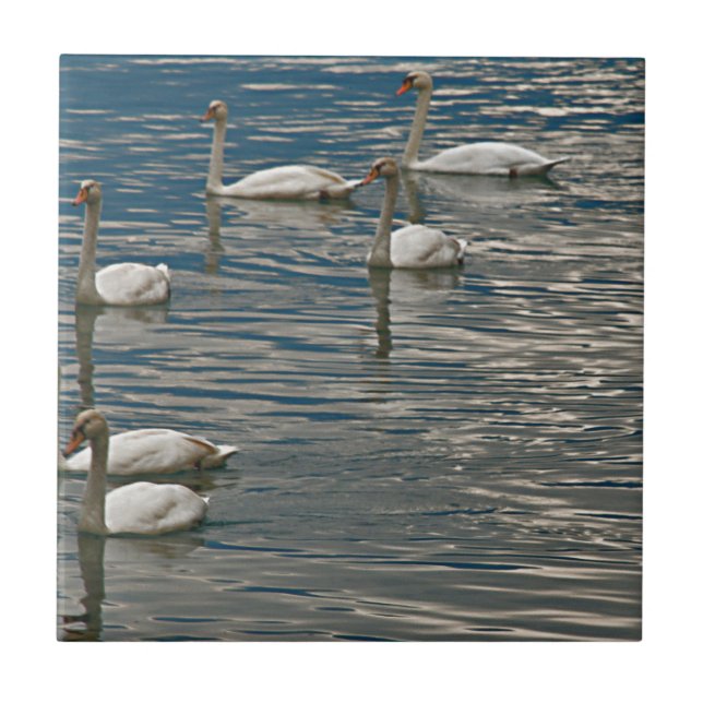 Azulejo De Cerâmica Swan Song (Frente)